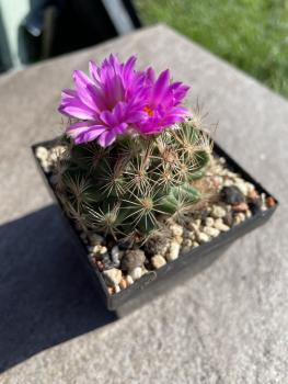 Coryphantha macromeris